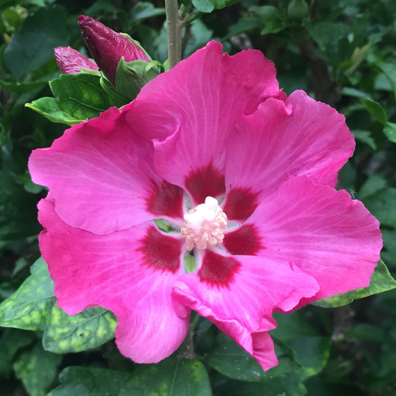 plant image 2501
