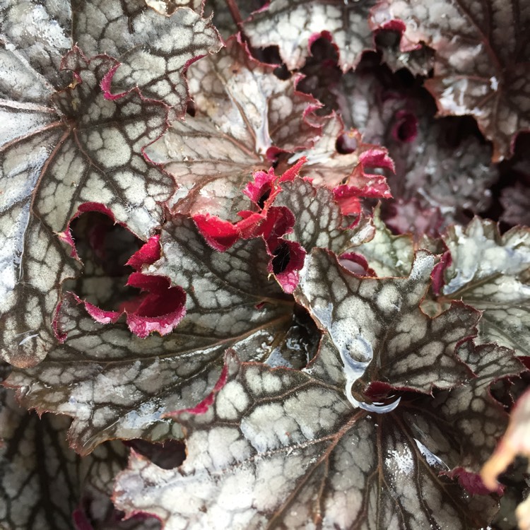 Plant image Heuchera 'Blackberry Jam'