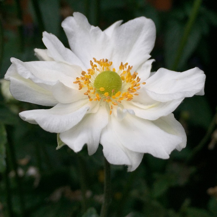 plant image 272616