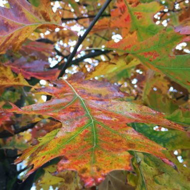 Quercus rubra