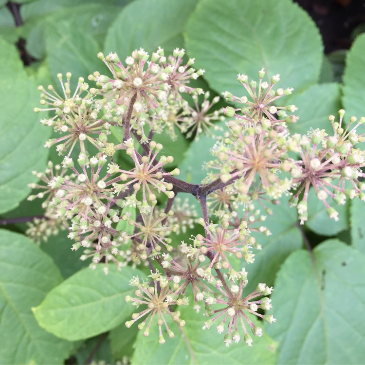 Plant image Aralia cordata 'Sun King'