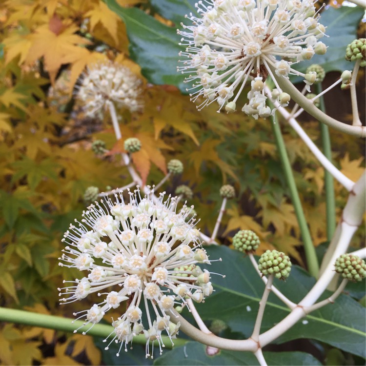 Plant image Fatsia japonica  syn. Aralia japonica