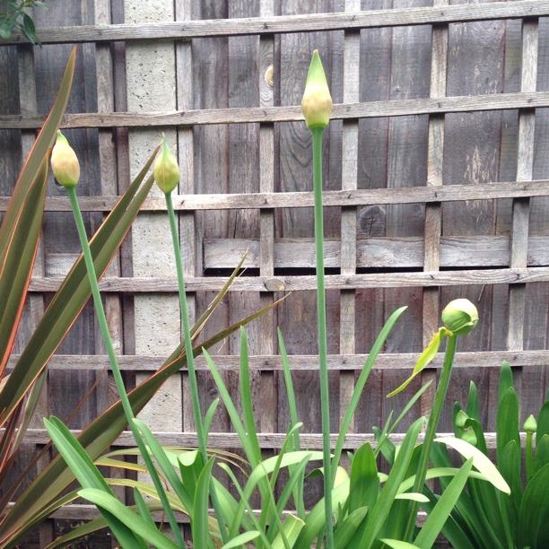 plant image 294
