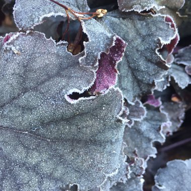 Heuchera 'Blackberry Jam'