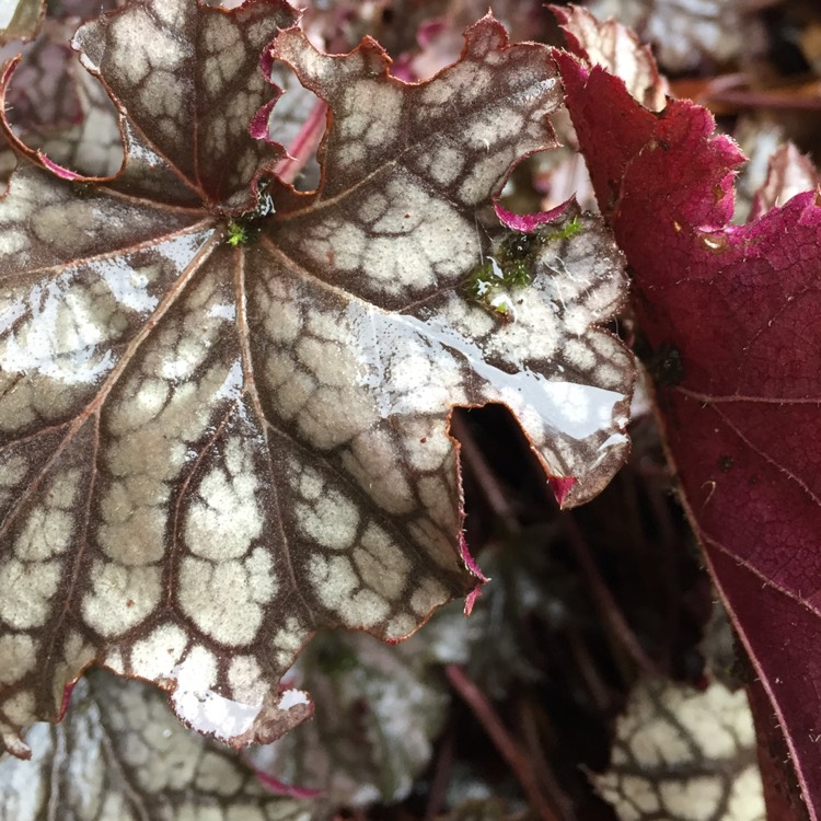 plant image 311952
