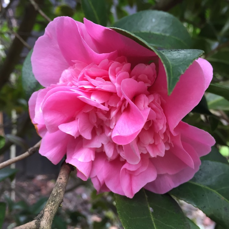Plant image Camellia japonica 'Pink'