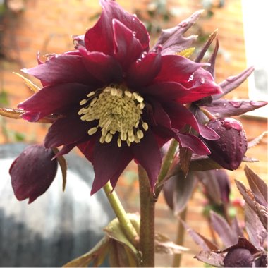 Helleborus x hybridus 'Harvington Double Purple Cascade'