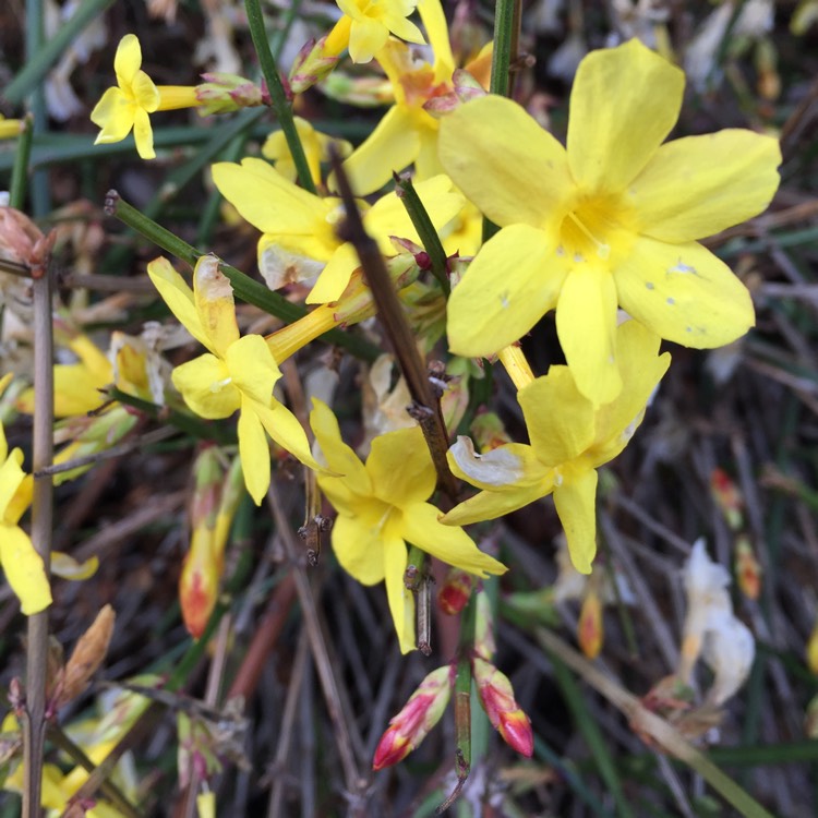 plant image 316072