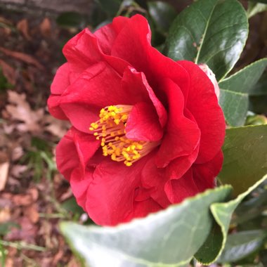 Camellia japonica 'Greensboro Red'