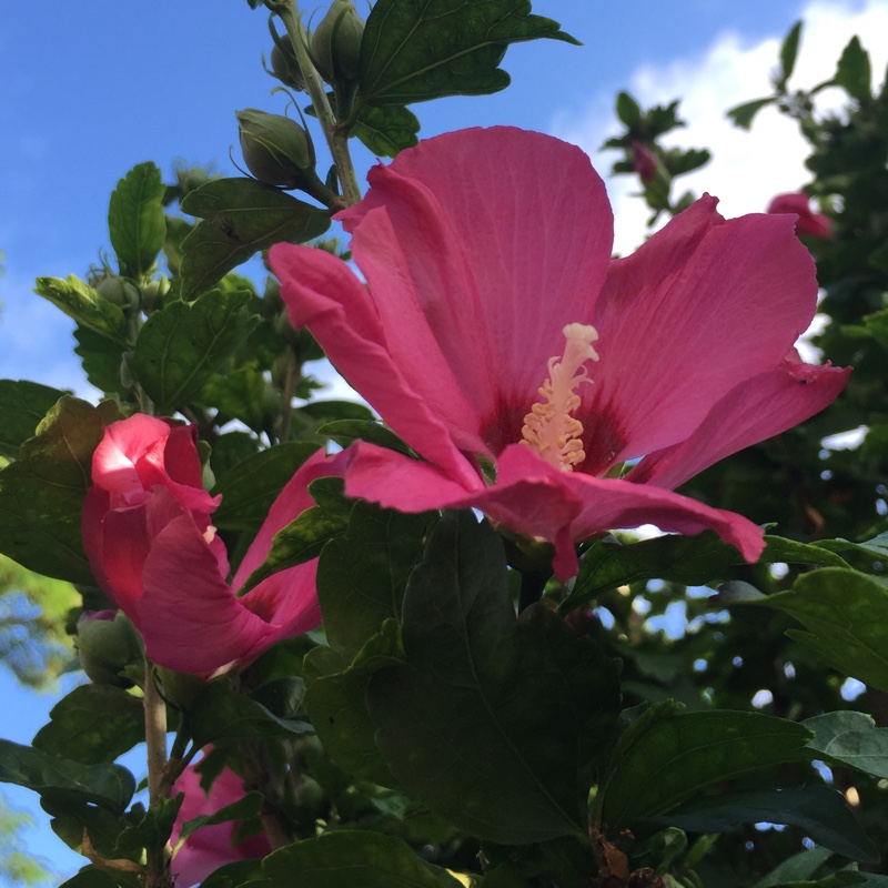 plant image 3212