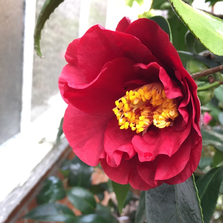 plant image 327417
