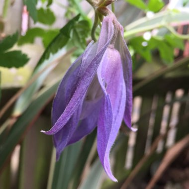 Clematis macropetala 'Wesselton'