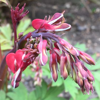 Lamprocapnos spectabilis 'Valentine' syn. Dicentra spectabilis 'Valentine'