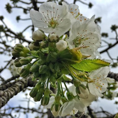 Prunus Avium