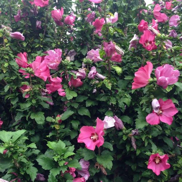plant image 393
