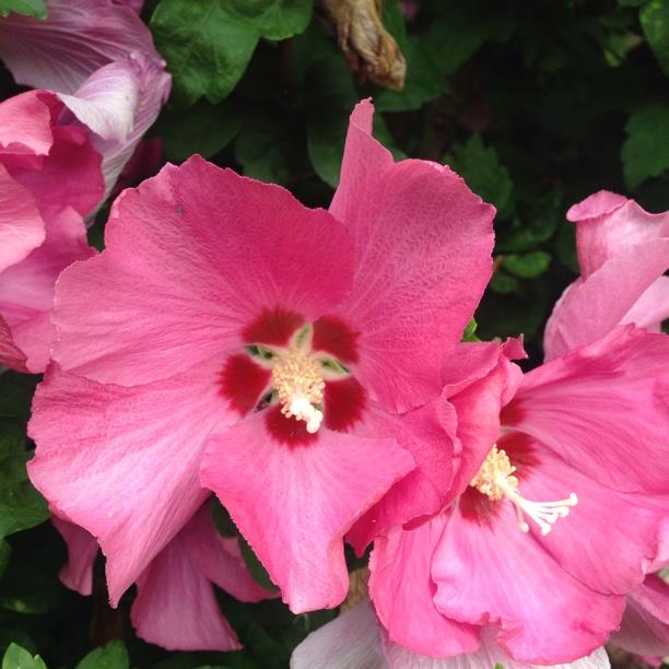 plant image 394