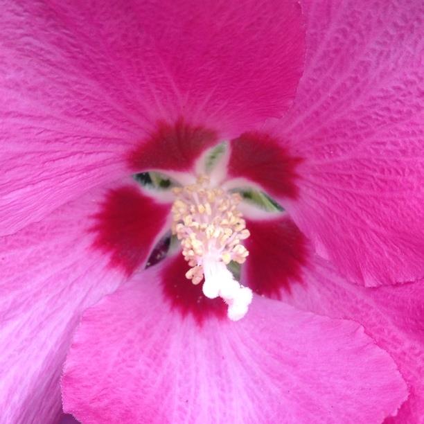plant image 395