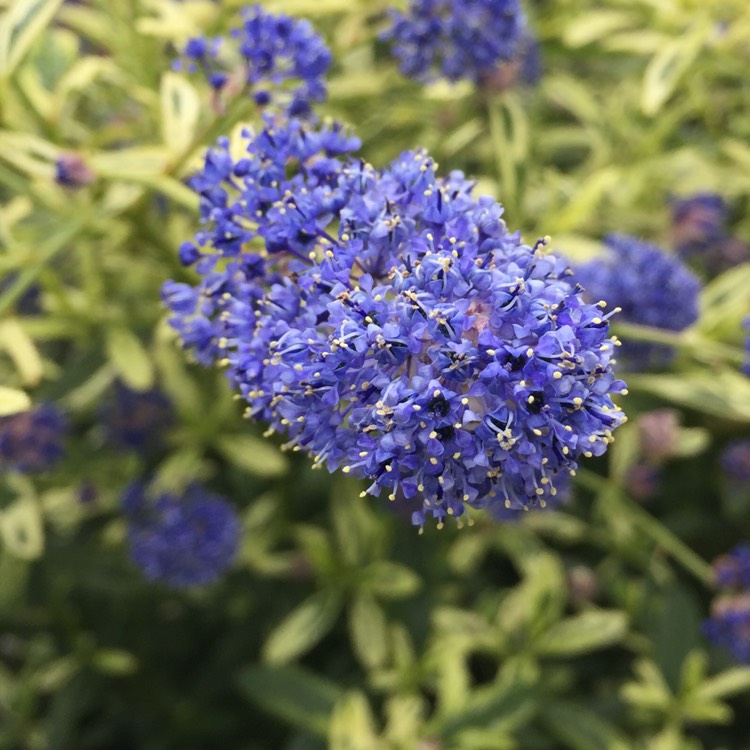 Ceanothus 'Lemon and Lime', California Lilac 'Lemon and Lime ...