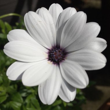 Dimorphotheca pluvialis