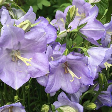 Campanula persicifolia 'Takion Blue' (Takion Series)