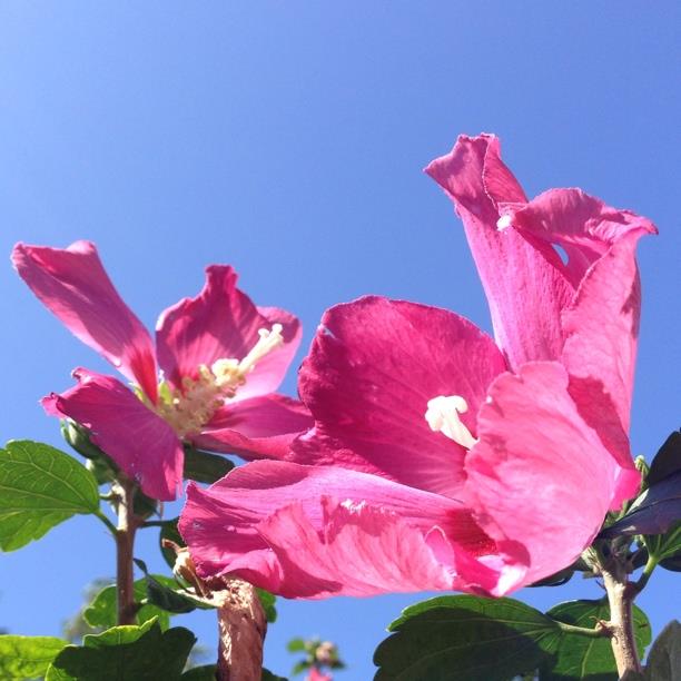 plant image 437