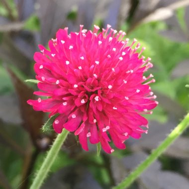 Knautia macedonica