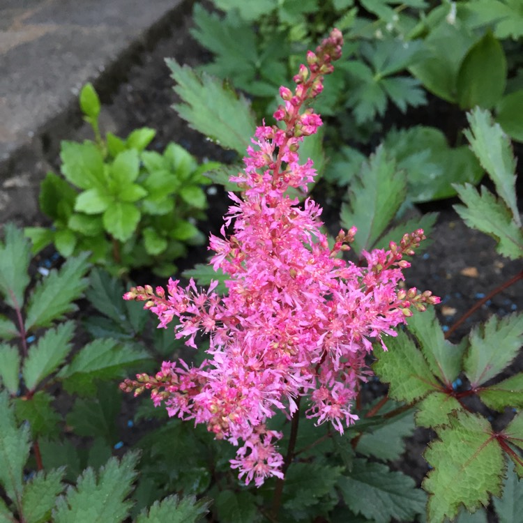 plant image 456255