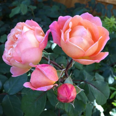 Rosa 'Ausbrother' syn. Rosa 'Lady Emma Hamilton'