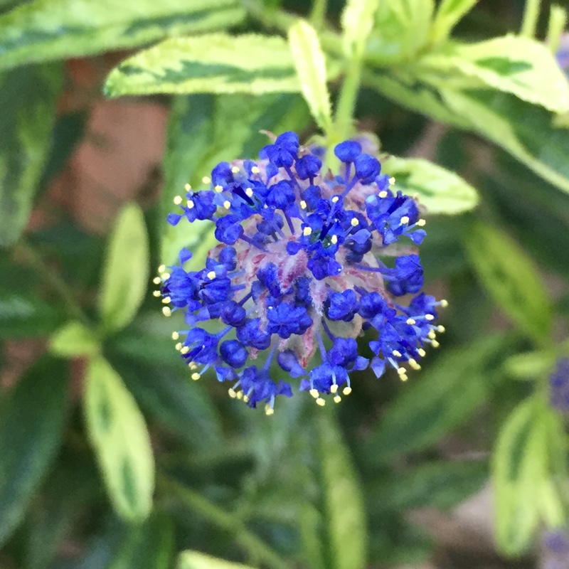 Ceanothus 'Lemon and Lime', California Lilac 'Lemon and Lime