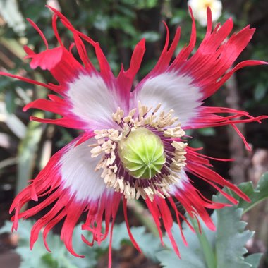 Papaver somniferum 'Victoria Cross'
