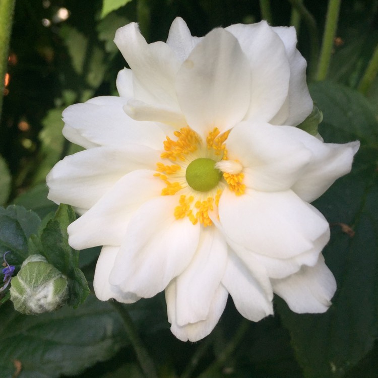 plant image 533063