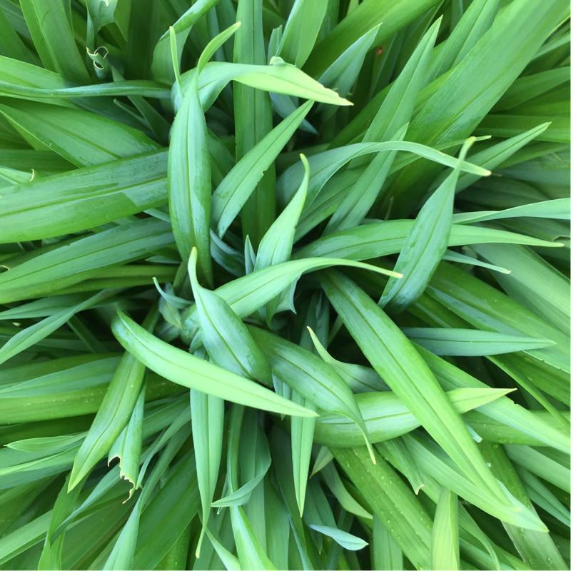 plant image 53980