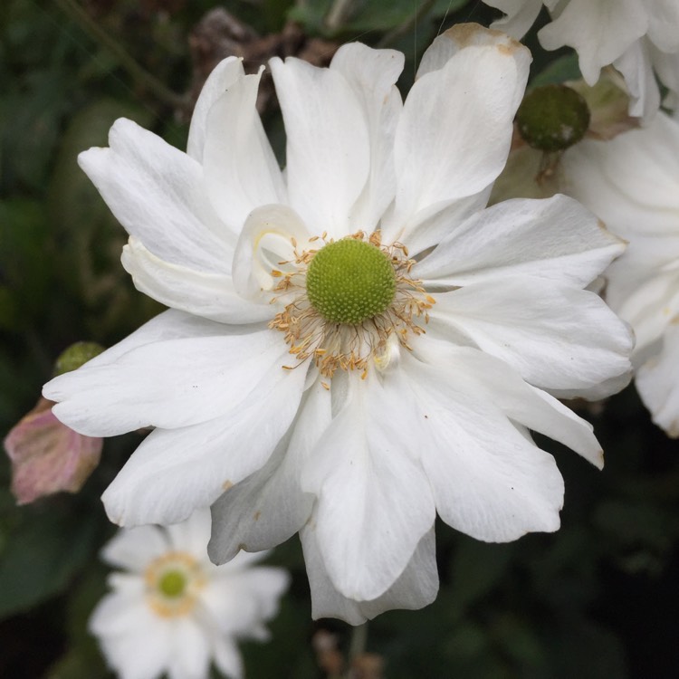 plant image 559237
