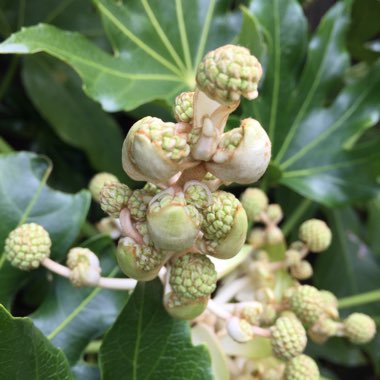Fatsia japonica  syn. Aralia japonica