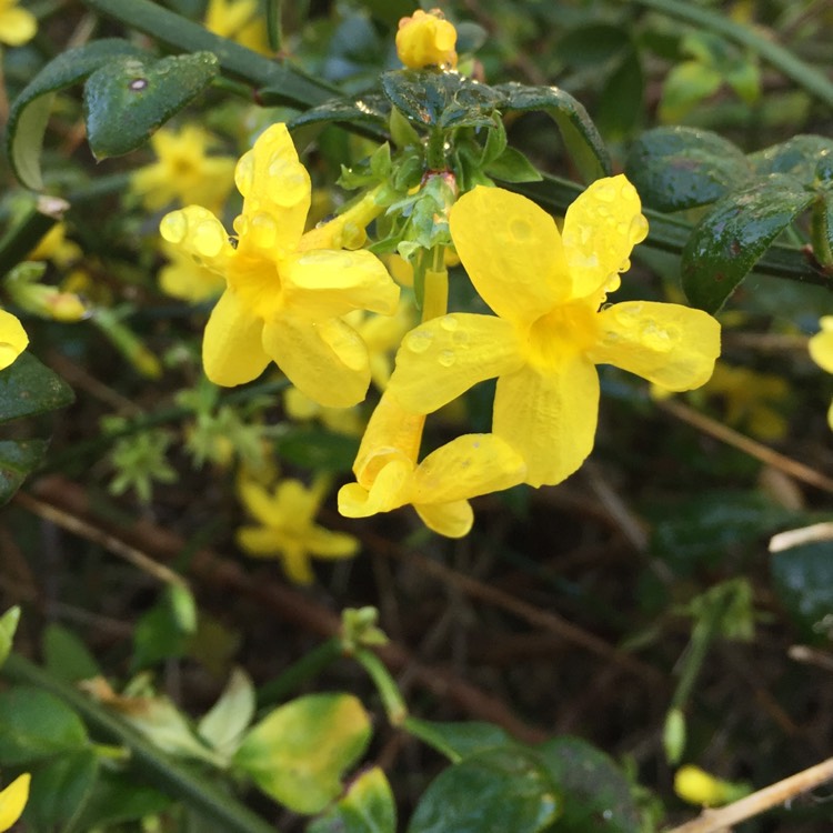 plant image 572561