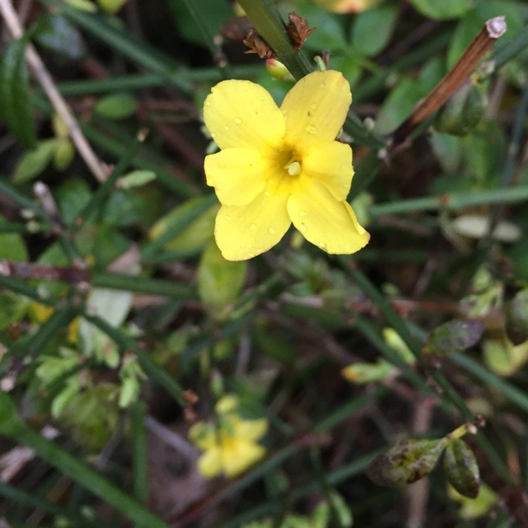 plant image 581800