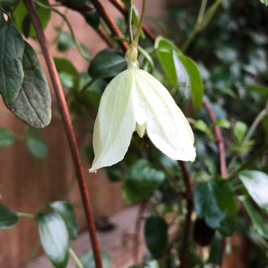 Clematis cirrhosa 'Wisley Cream'