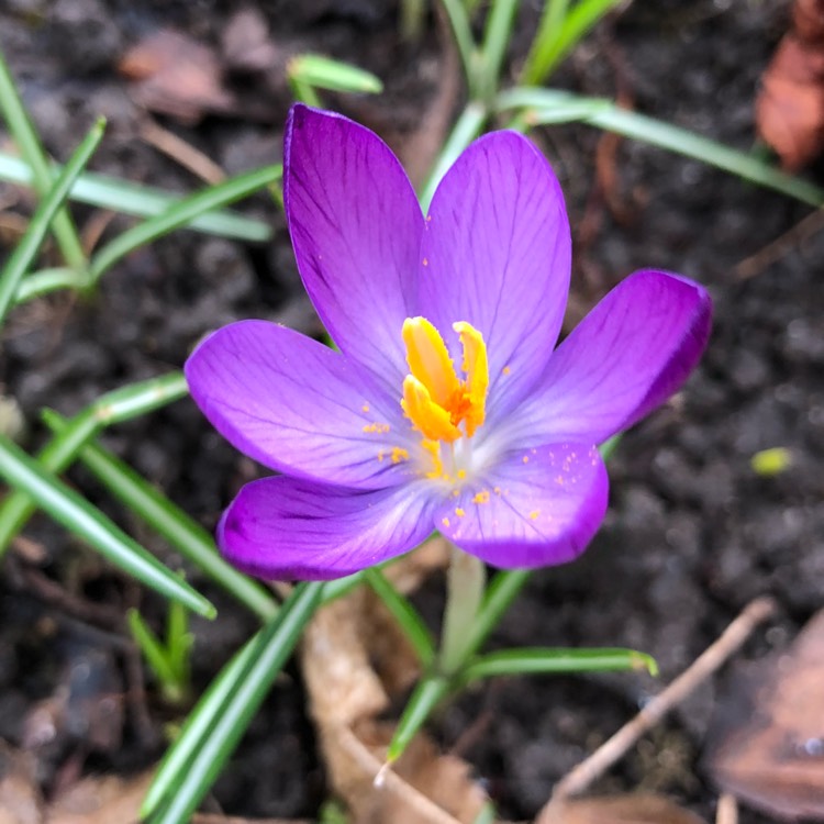 Crocus tommasinianus 'Ruby Giant', Crocus 'Ruby Giant' - uploaded by ...