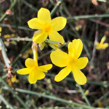 Jasminum nudiflorum