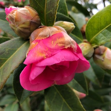 Camellia japonica 'Pink'