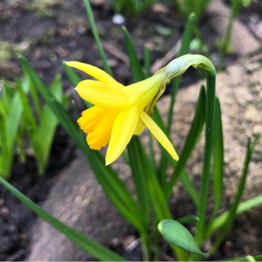 Narcissus 'Tête-à-Tête'