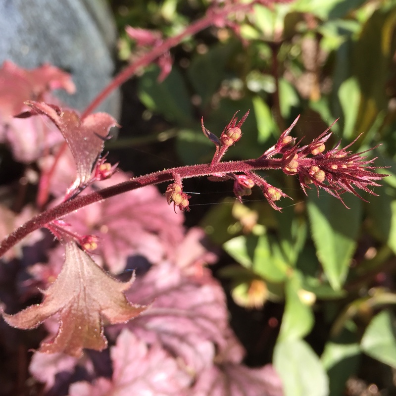 plant image 67430