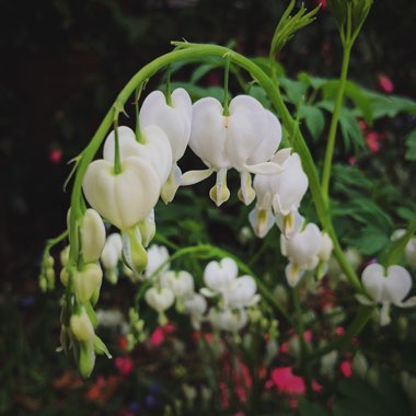 Lamprocapnos spectabilis 'Alba' syn. Dicentra spectabilis 'Alba'