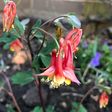 Aquilegia 'Rhubarb and Custard'