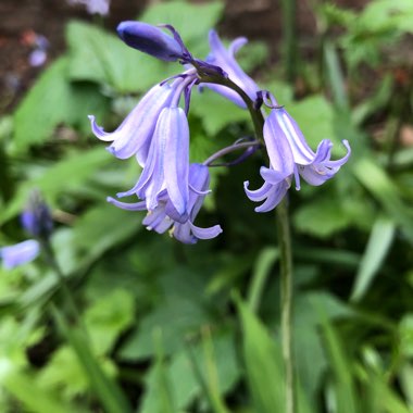 Hyacinthoides x massartiana