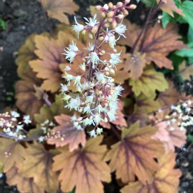 x Heucherella 'Sweet Tea'