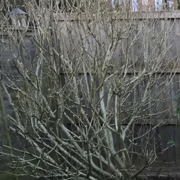 plant image 697