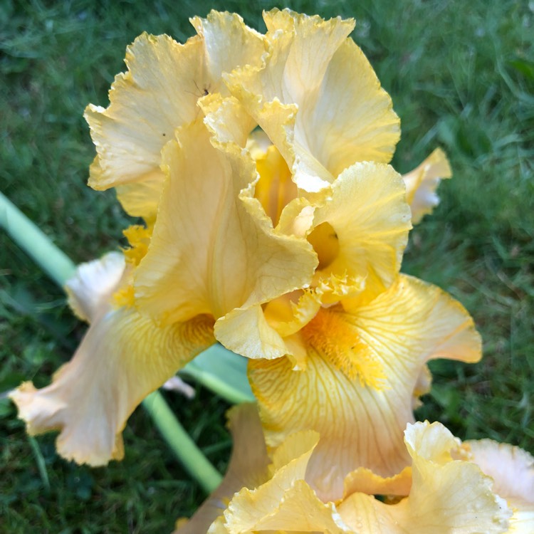 plant image 708026