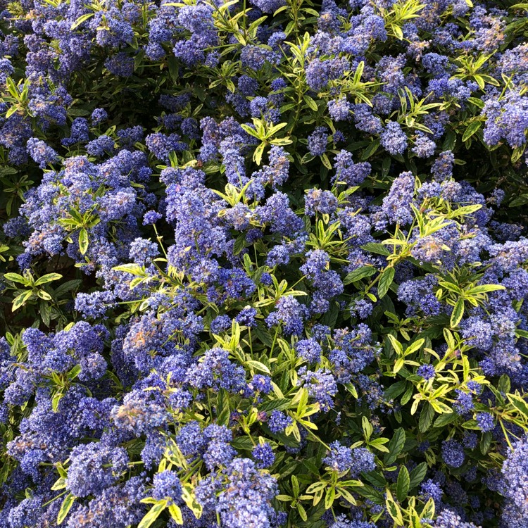 Ceanothus 'Lemon and Lime', California Lilac 'Lemon and Lime