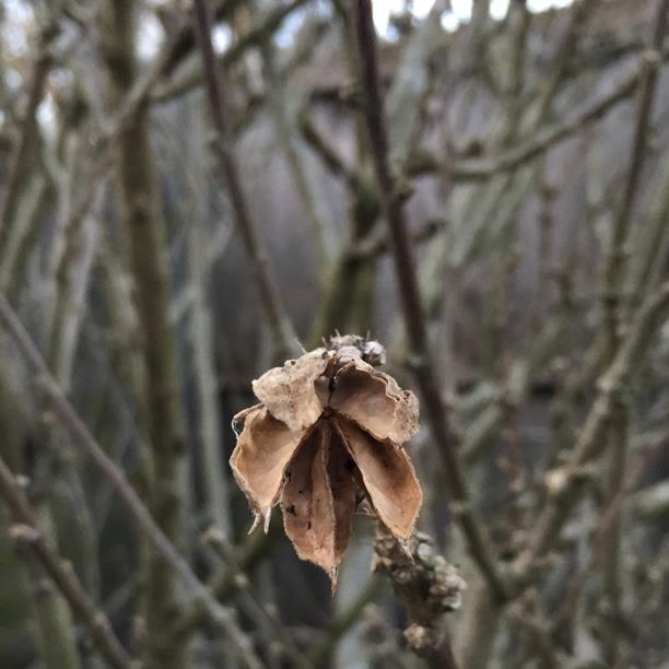 plant image 723
